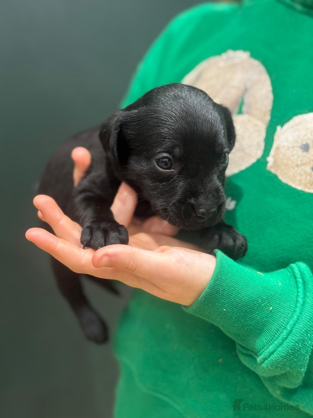 Labrador Retriever dogs for sale: Labrador Puppies  - Advert 10