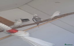 Budgerigars birds for sale: Budgies&cocktails  - Image 5