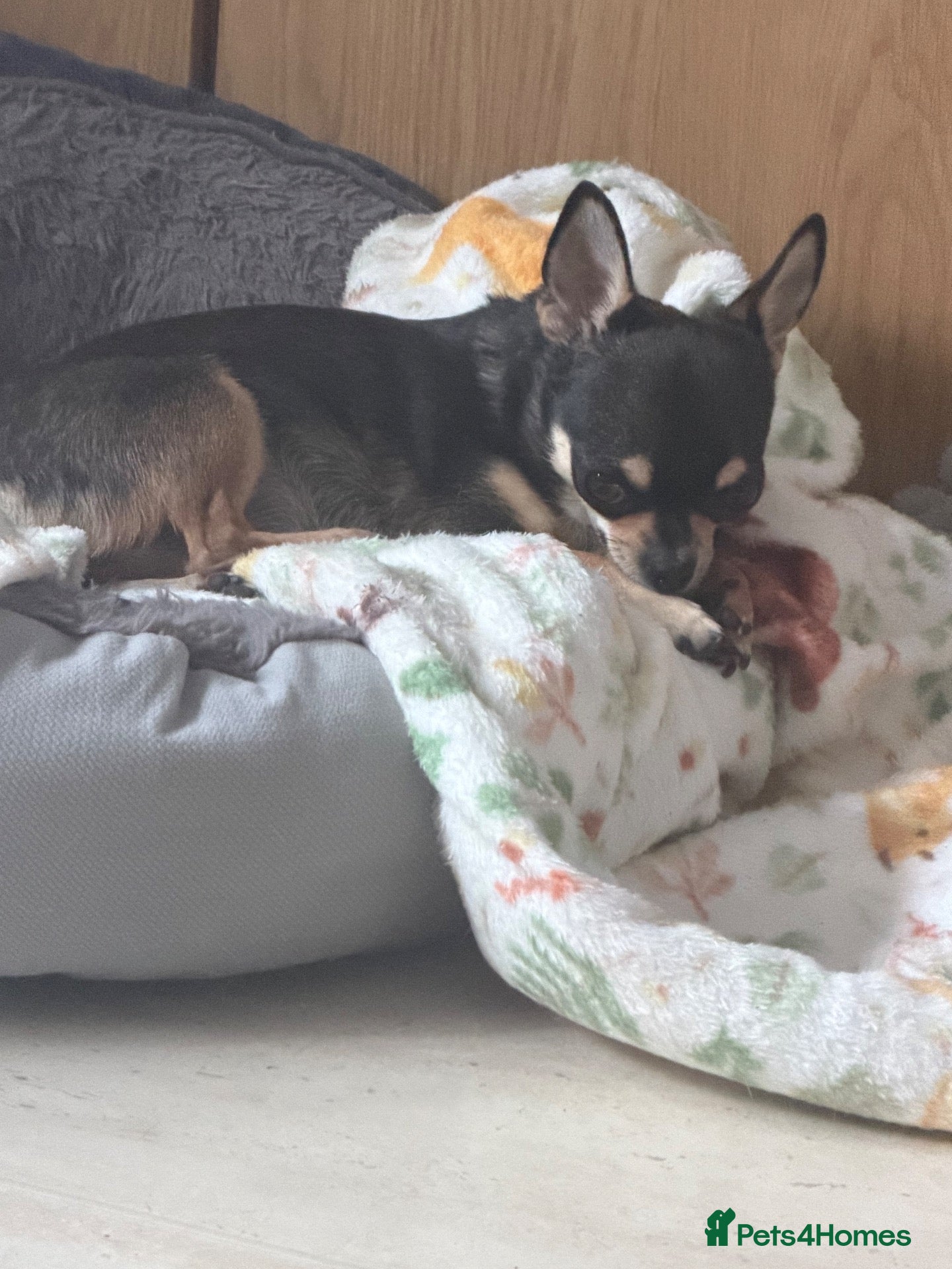 Chihuahua dogs for sale: Male  - Advert 3