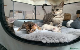 Bengal cats for sale: 🎉Tica Pedigree Stunning Little Leopards🎉  - Image 1