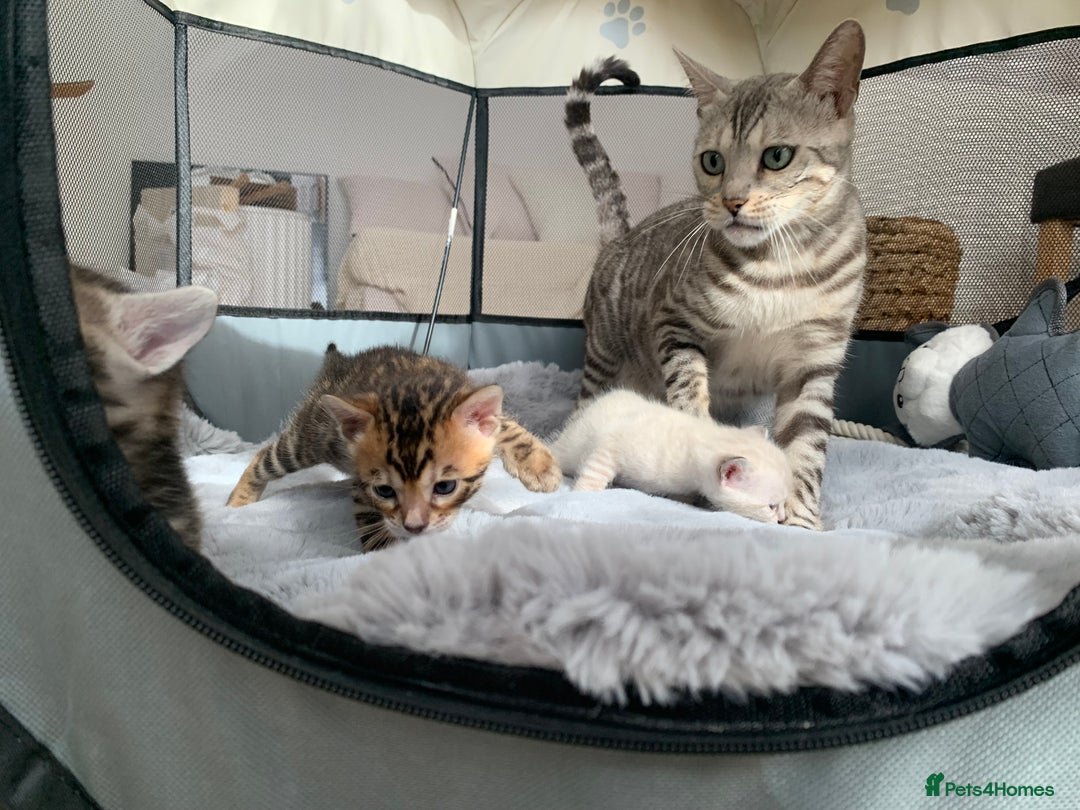 Bengal cats for sale: 🎉Tica Pedigree Stunning Little Leopards🎉  - Image 1