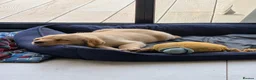 Labrador Retriever dogs for sale: 4 beautiful Labrador boys for family/work buddy in Aberaeron - Advert 5