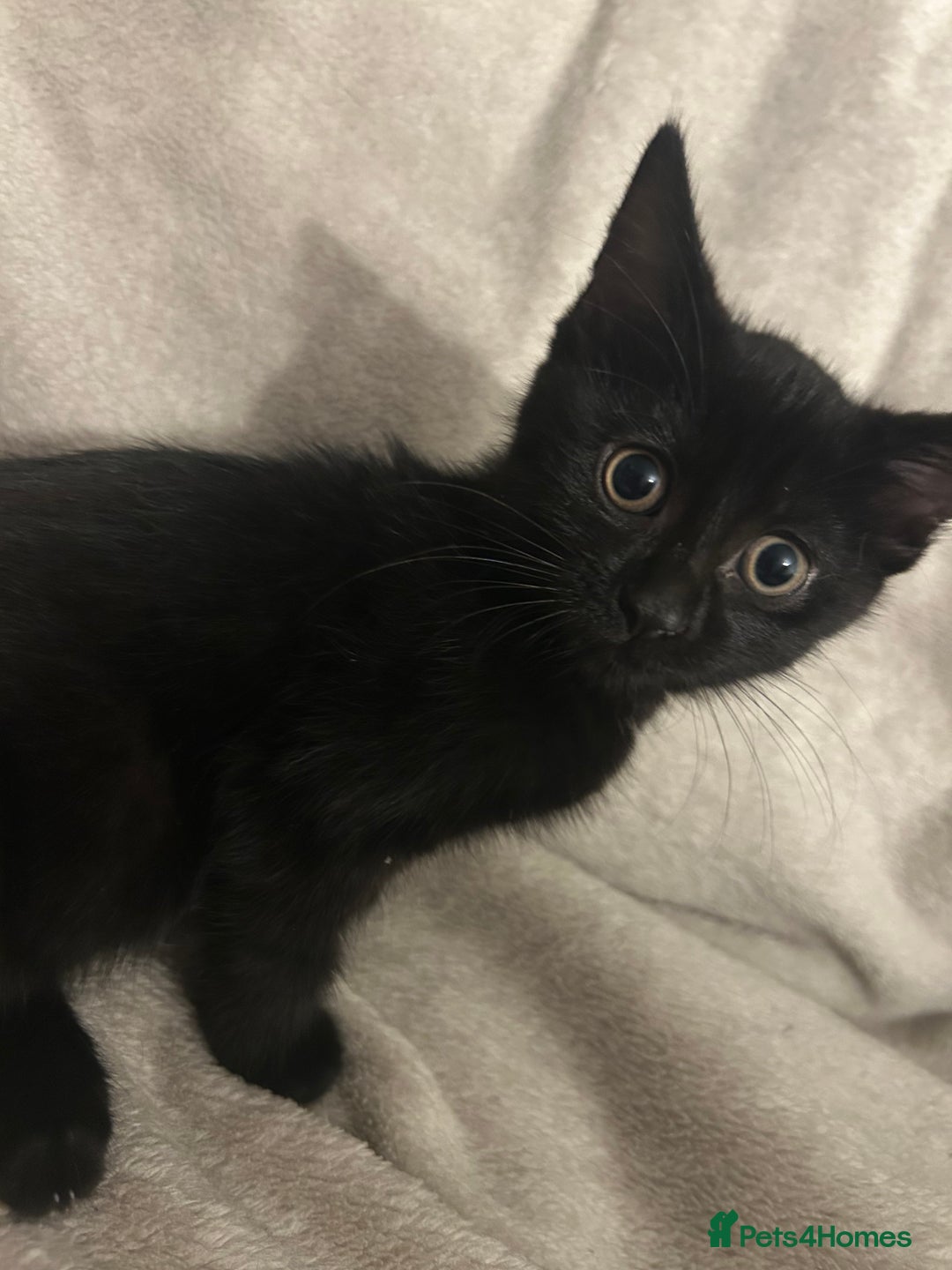 Mixed Breed cats for sale: Beautiful kittens ❤️ - Advert 5