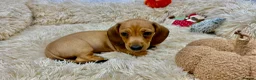 Dachshund dogs for sale: HIGH QUALITY MINIATURE DACHSHUND PUPPIES - Advert 22