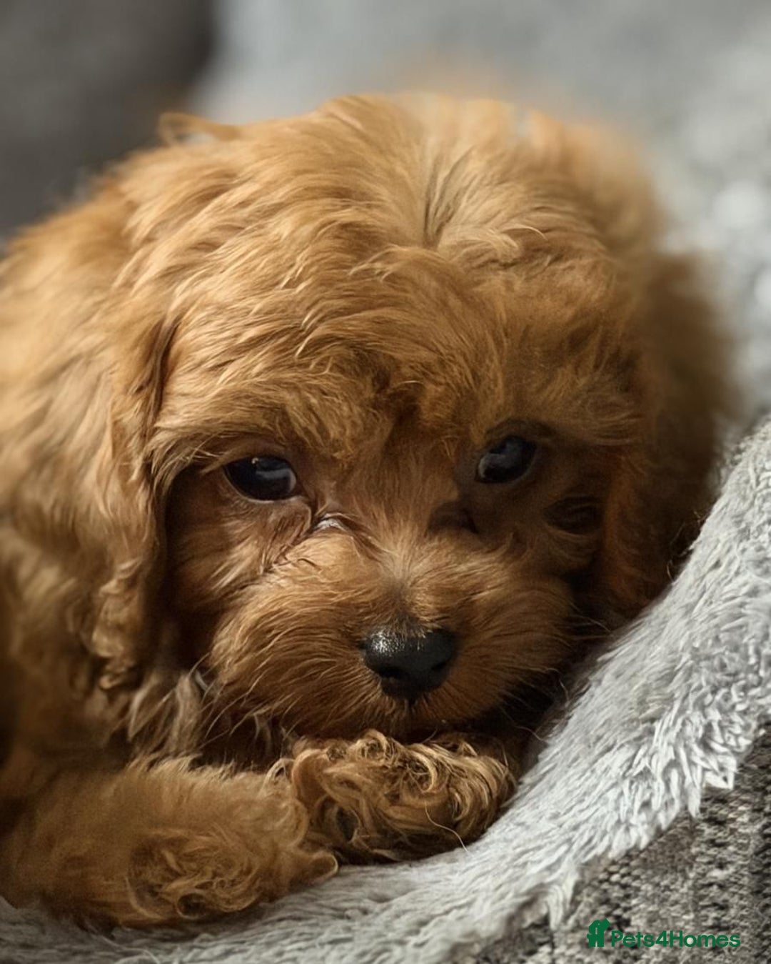 Cavapoo dogs for sale: Beautiful red cavapoo puppies for sale - Advert 4