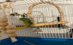 Parrots birds for sale: Pacific Parrotlet Female  - Image 2