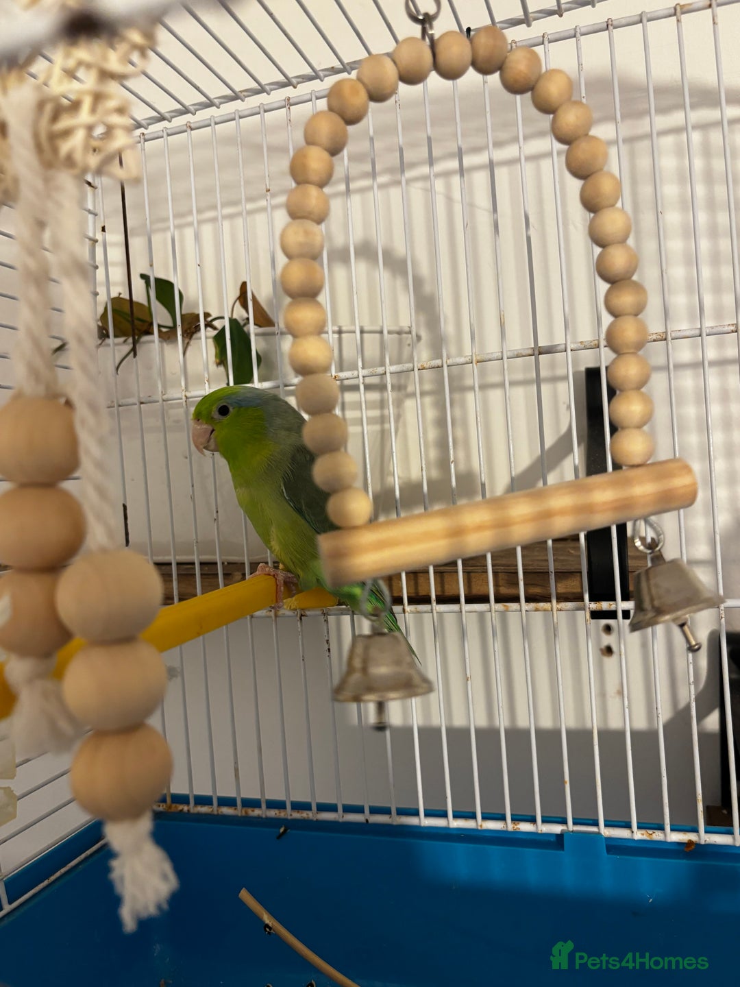 Parrots birds for sale: Pacific Parrotlet Female  - Image 2