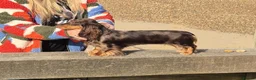 Miniature Dachshund dogs for sale: KC registered miniature dachshund girl  - Advert 6