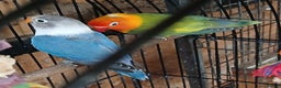 Lovebirds birds for sale: Lovebirds fischers x4 fischers lovebirds  - Advert 9