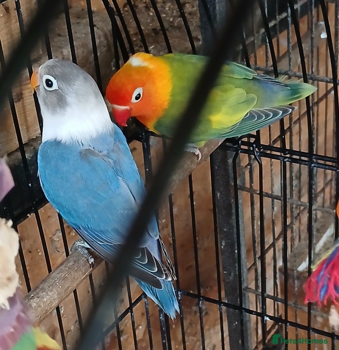 Lovebirds birds for sale: Lovebirds fischers x4 fischers lovebirds  - Image 9