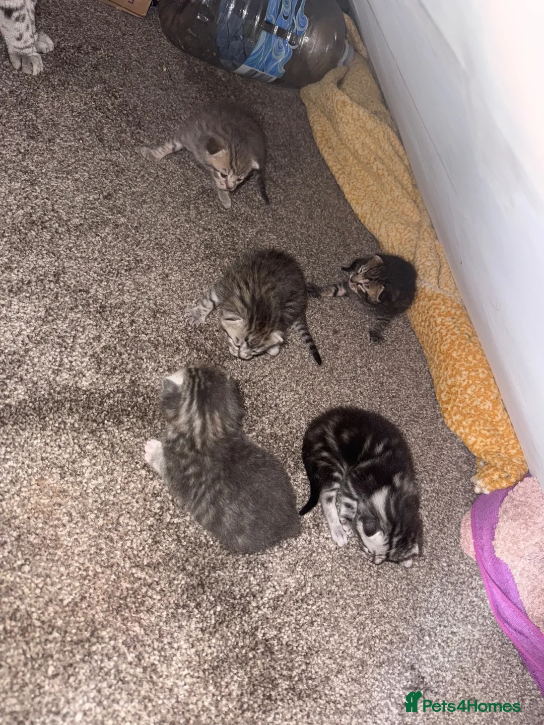 British Shorthair cats for sale: Silver Tipped British Short Hair Kittens in Bournemouth - Advert 16