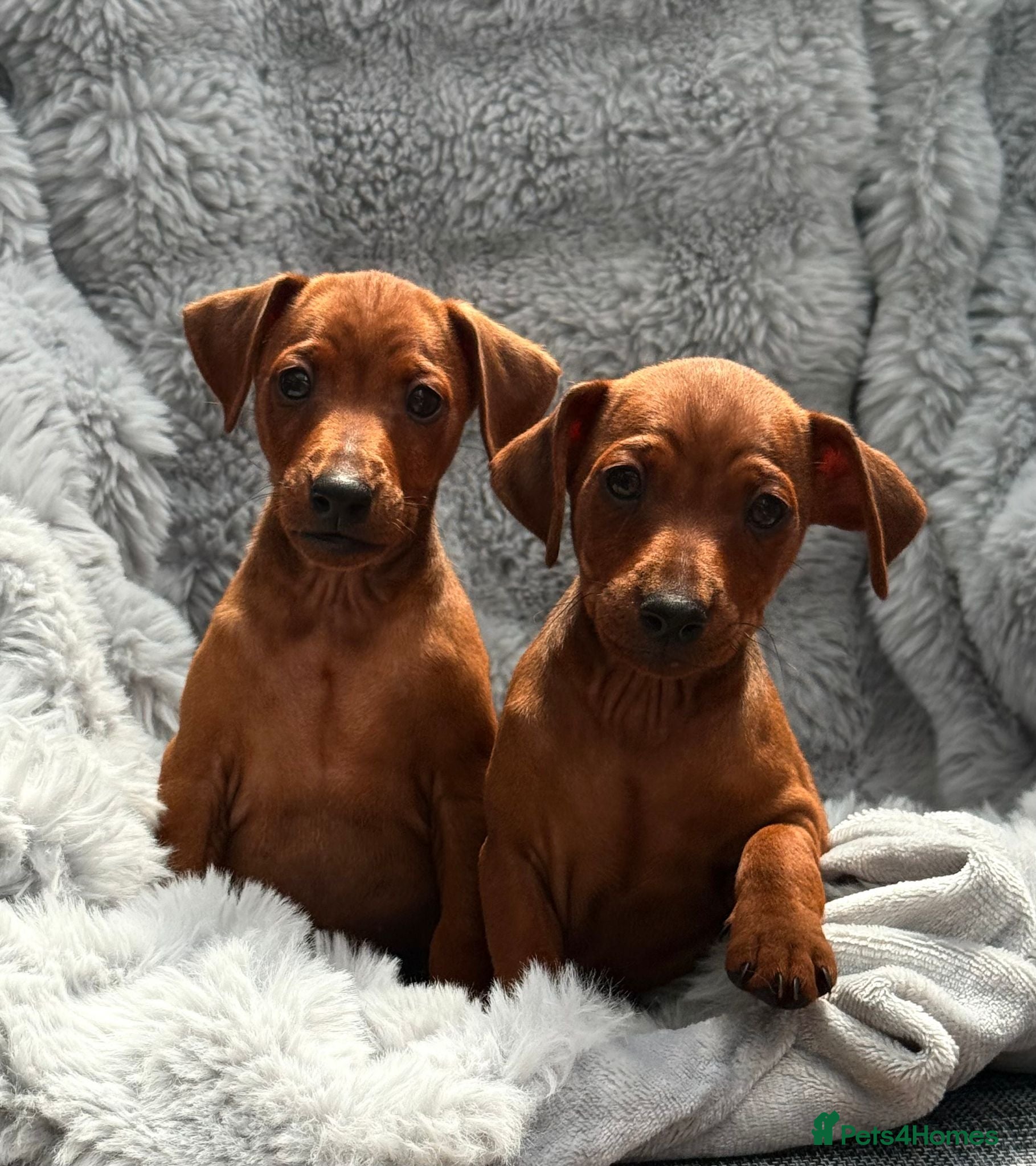 Miniature Pinscher dogs Two Male Miniature Pinscher Puppies - Advert 1