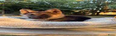 German Shepherd 4