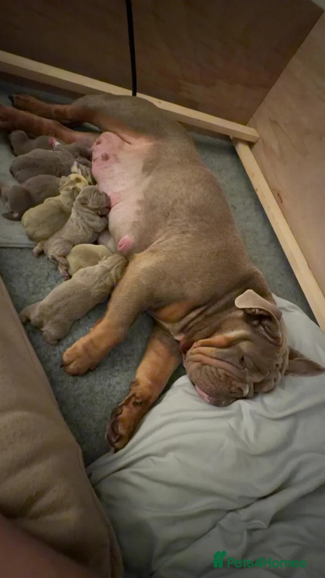 English Bulldog dogs for sale: English bulldog puppies kc for sale  in Alloa - Advert 1