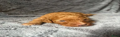 Cavapoo 2