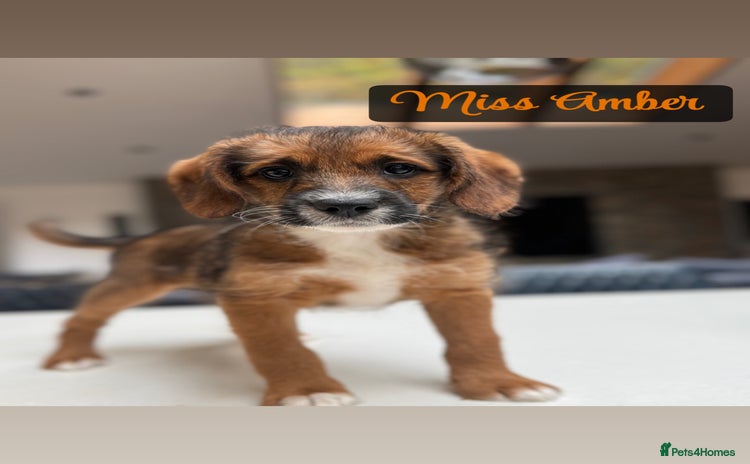 Mixed Breed dogs - Advert 1