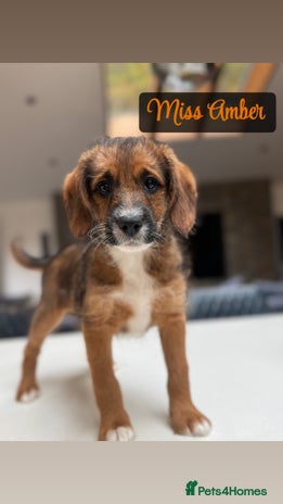 Mixed Breed dogs - Advert 1