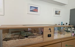 Corn Snake reptiles for sale: Corn Snake - Image 11