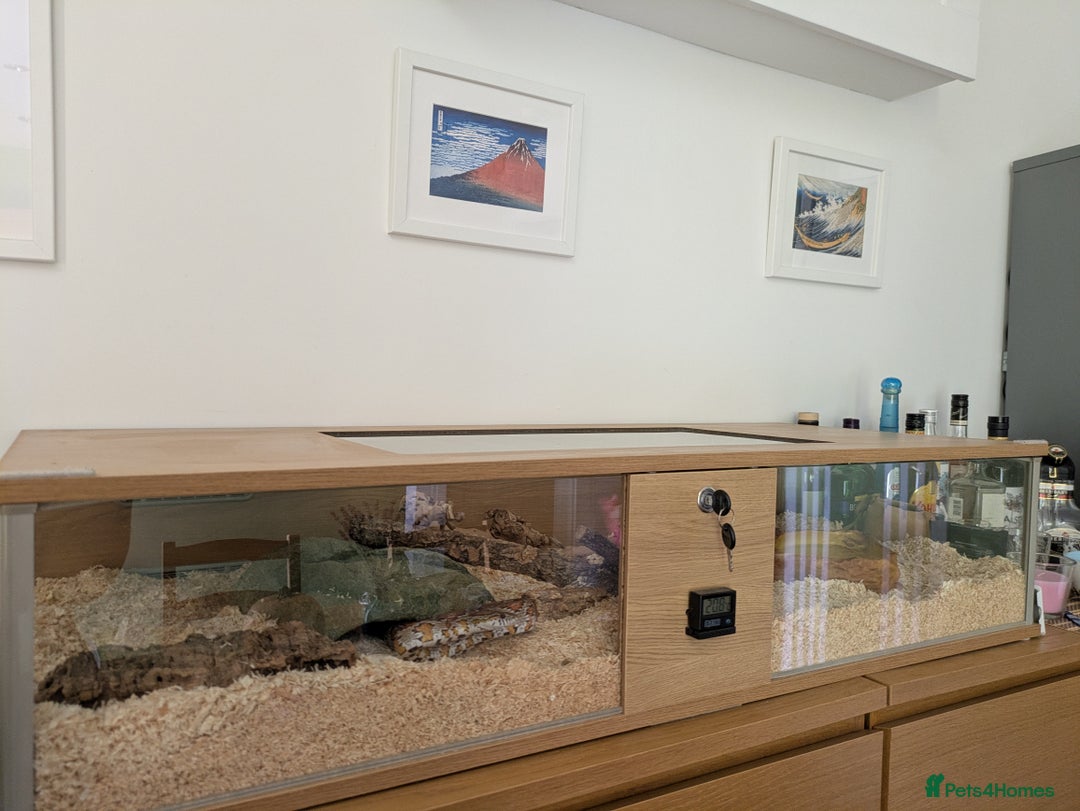 Corn Snake reptiles for sale: Corn Snake - Image 11