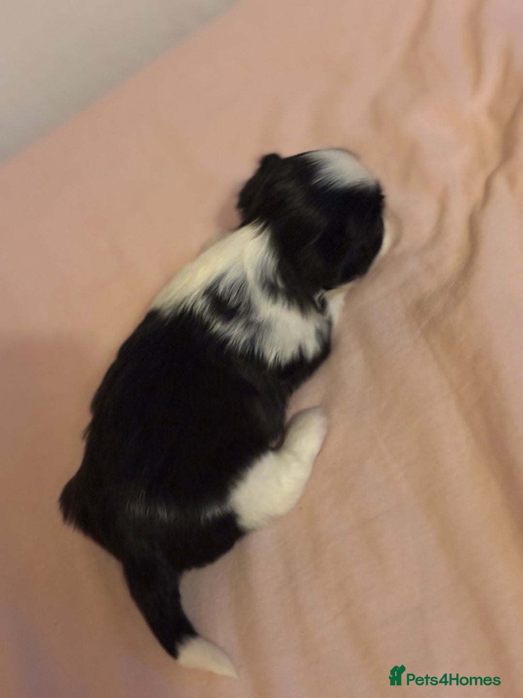 Shih Tzu dogs for sale: Shih Tzu puppies - Advert 13