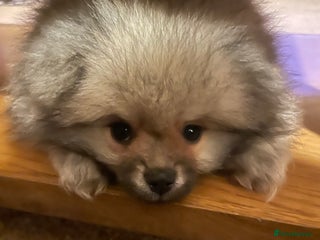 Pomeranian dogs 5⭐️ 🏆 champion bloodline Pomeranians - Advert 20