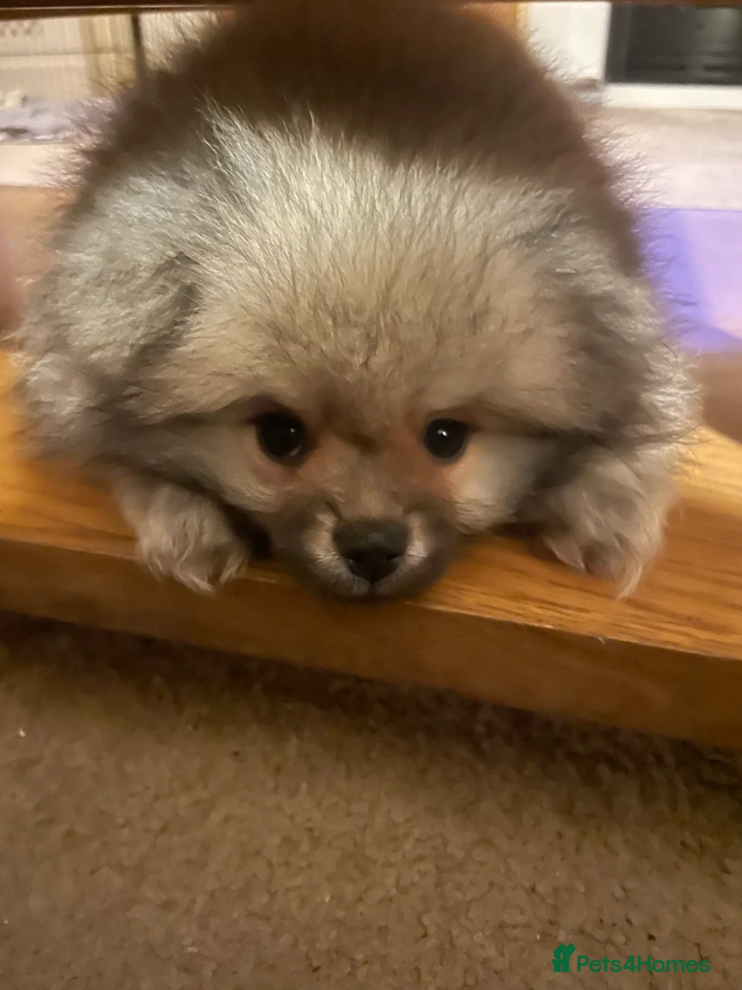 Pomeranian dogs for sale: 5 Generation champion Russian bloodline - Advert 3