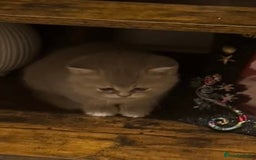 British Shorthair cats for sale: Amazing BSH kittens. READY TO GO!!! - Image 27