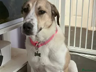 Mixed Breed dogs Sady is approx 9 yrs old in Braintree - Advert 2