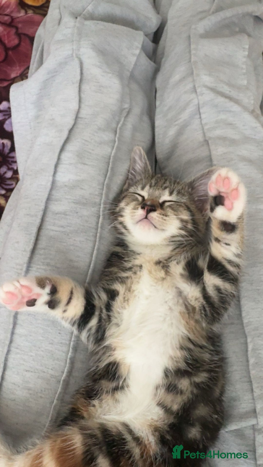 Domestic Shorthair cats for sale: 🐾Two Gorgeous Female Kittens🐾 - Image 4