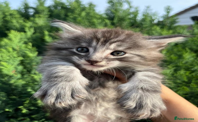 Maine Coon cats - Advert 7