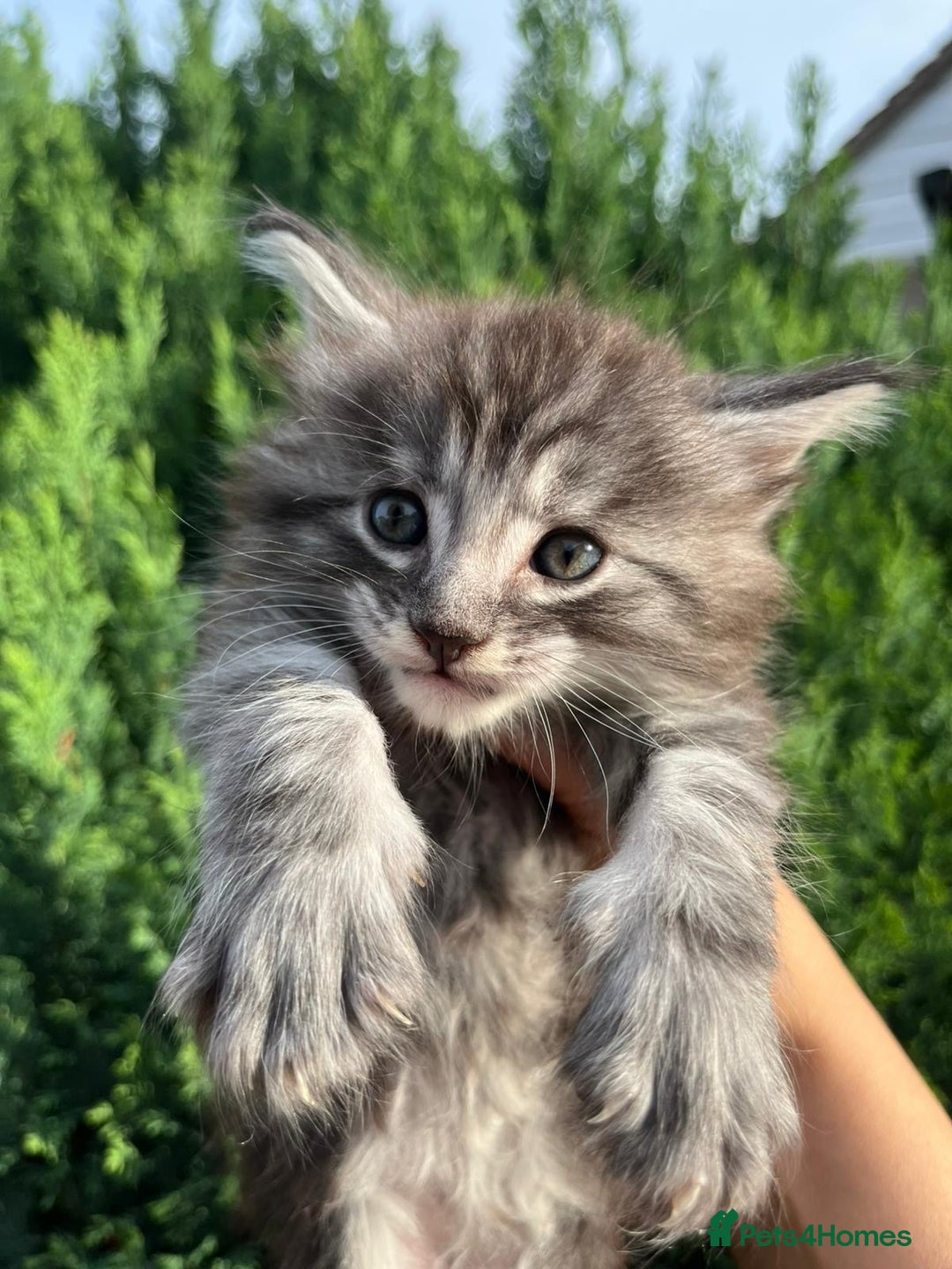 Maine Coon cats for sale: Maine Coon Male- Silver Tabby Kitten  - Image 1