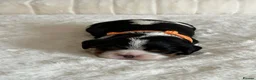 Cavalier King Charles Spaniel dogs for sale: * KC Reg Health Tested Puppies *  - Advert 11