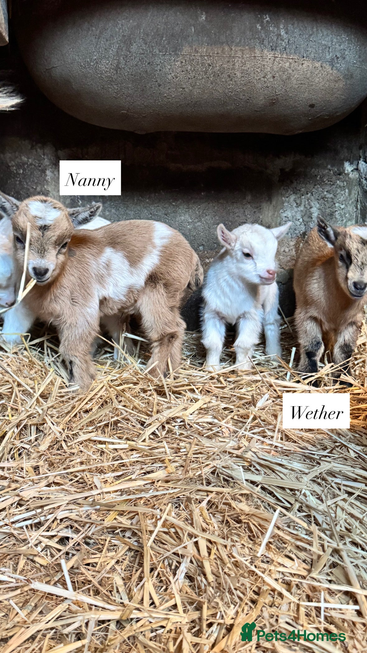 Goats livestock Baby Pygmy goats  in Martock - Advert 12