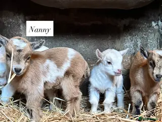 Goats livestock Baby Pygmy goats in Martock - Advert 12