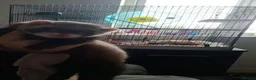 Ferret rodents for sale: 2 hobs  - Advert 2