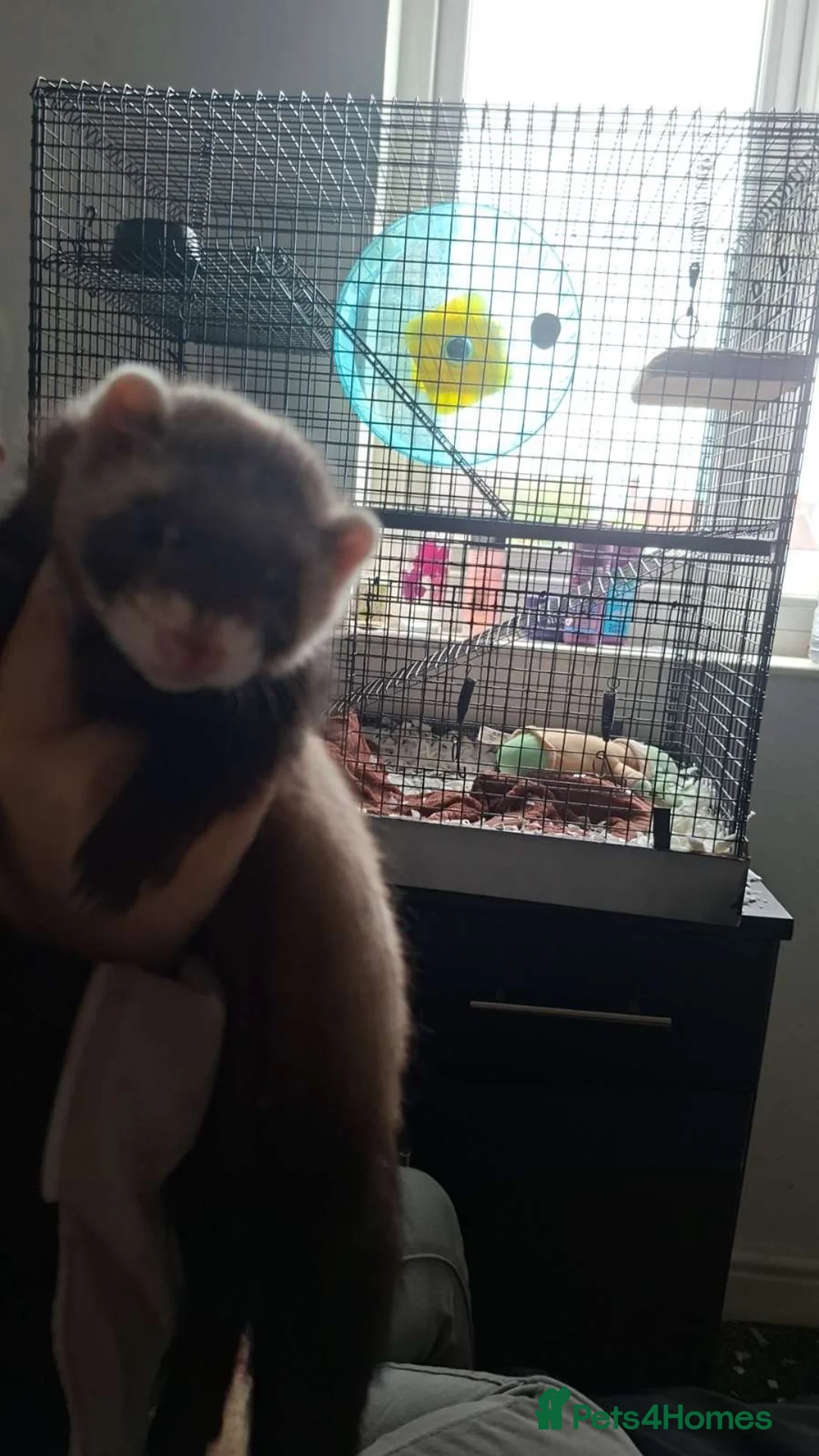 Ferret rodents for sale: 2 hobs  - Advert 2