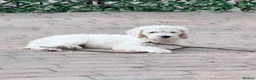 Standard Poodle dogs for sale: 🥇 White KC Standard Poodle Puppies – Ready Now ✨ - Advert 37