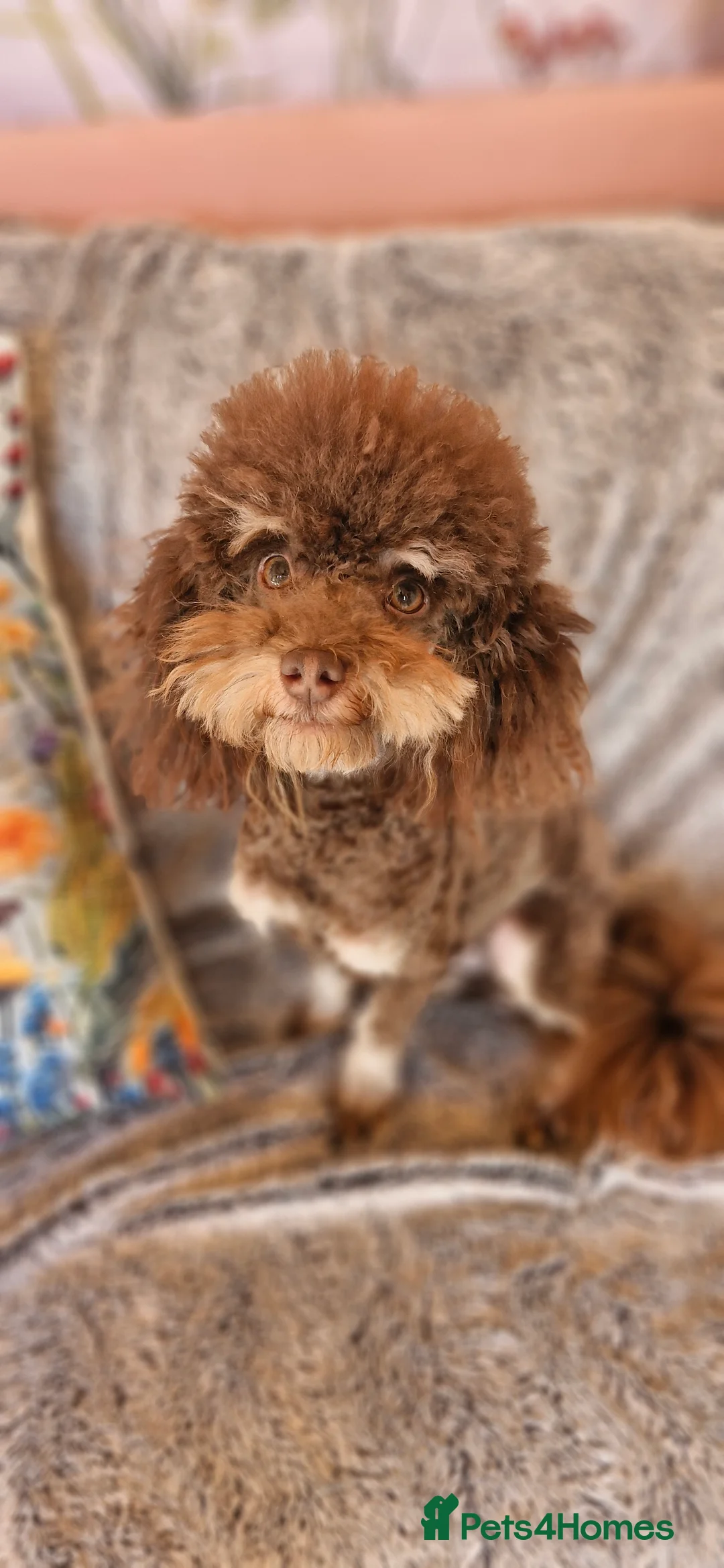 Toy Poodle dogs for stud: Gorgeous Ralph kc toy poodle STUD ONLY in Lincoln - Advert 3