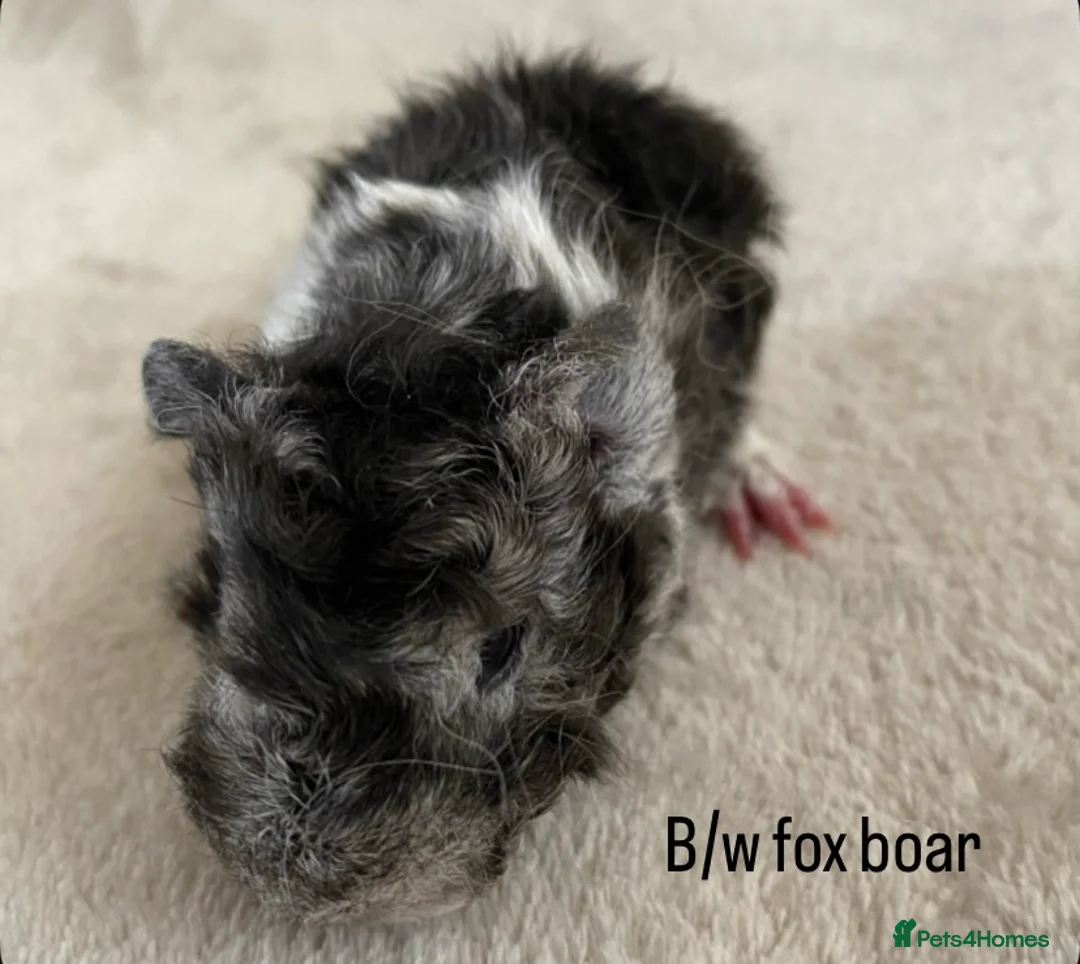 Guinea Pig rodents for sale: Lunkarya babies - Advert 2