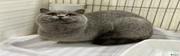 British Shorthair cats for sale: Gorgeous British Femal - Advert 4
