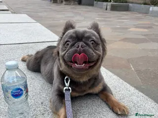 French Bulldog dogs Full fluffy French bulldogs litter🐾🐶 - Advert 3