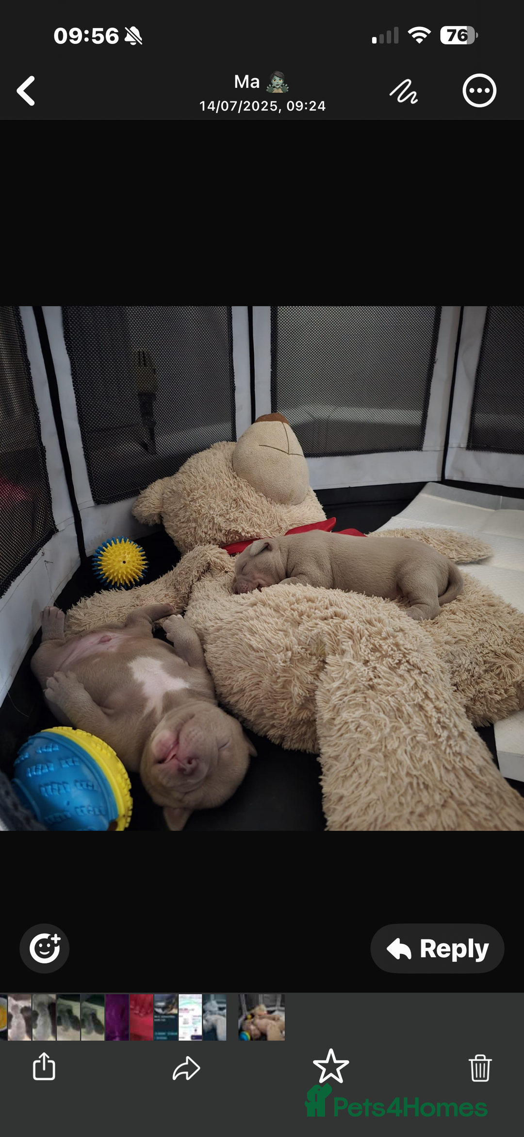 American Bully dogs for sale: Beautiful pocket bullys - Image 6