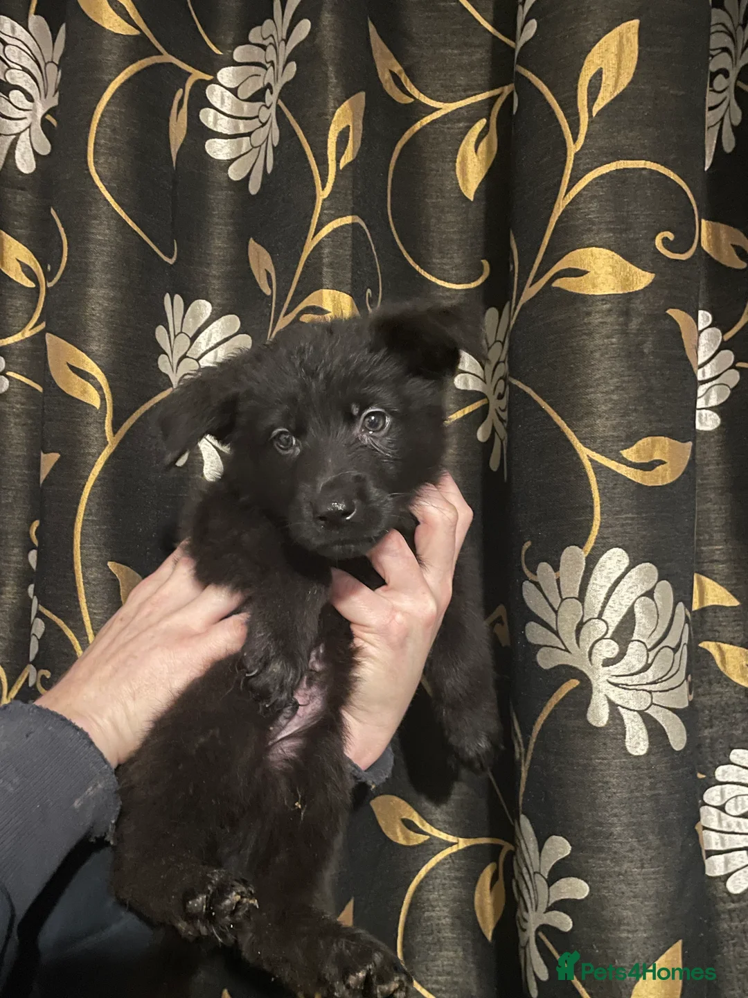 German Shepherd dogs for sale: German shepherd puppies ready now  in Sheffield - Advert 3