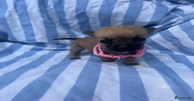 Mixed Breed dogs - Advert 11