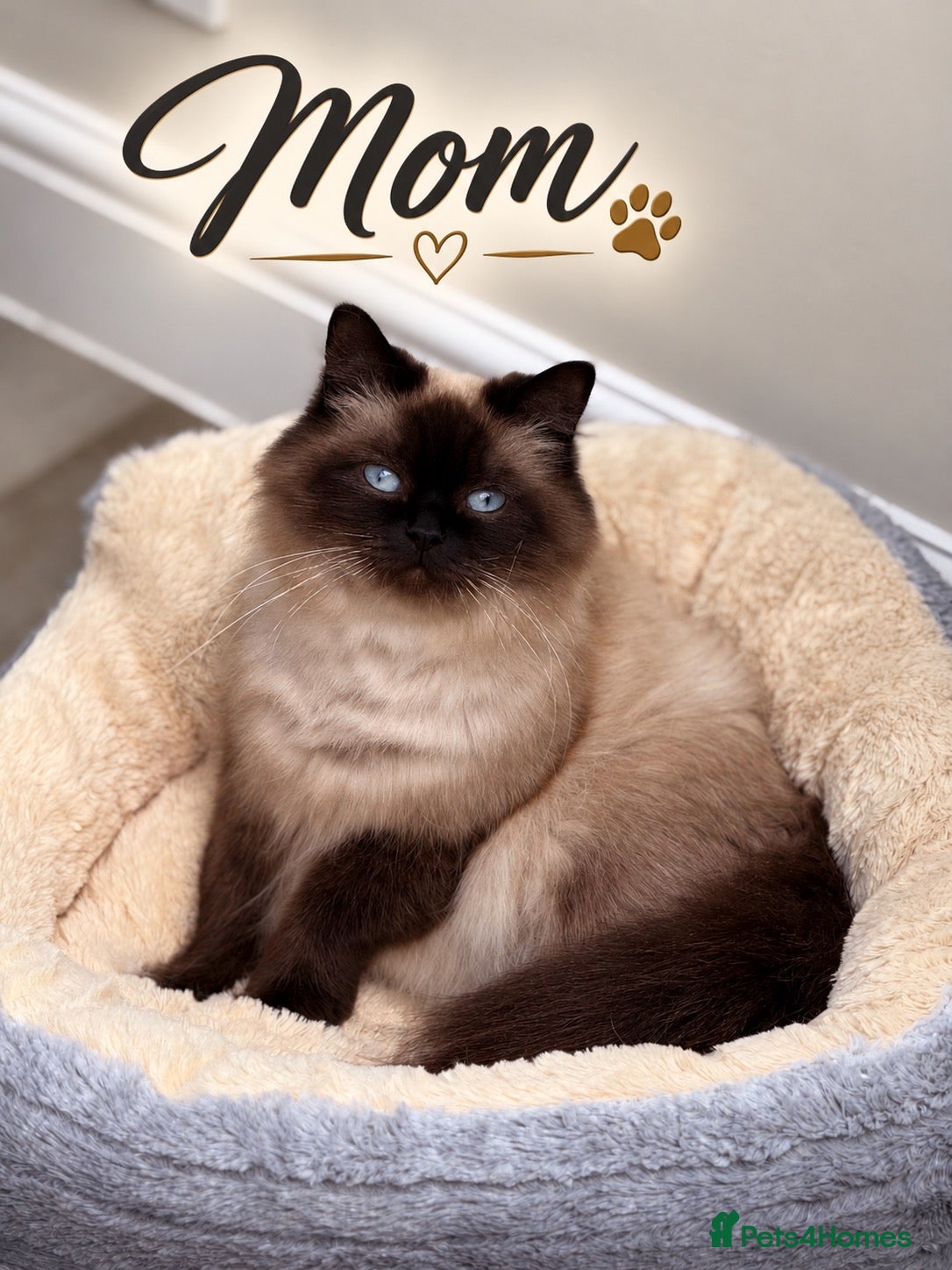 Mixed Breed cats Beautiful Ragdoll x Maine Coon Kittens - Advert 2