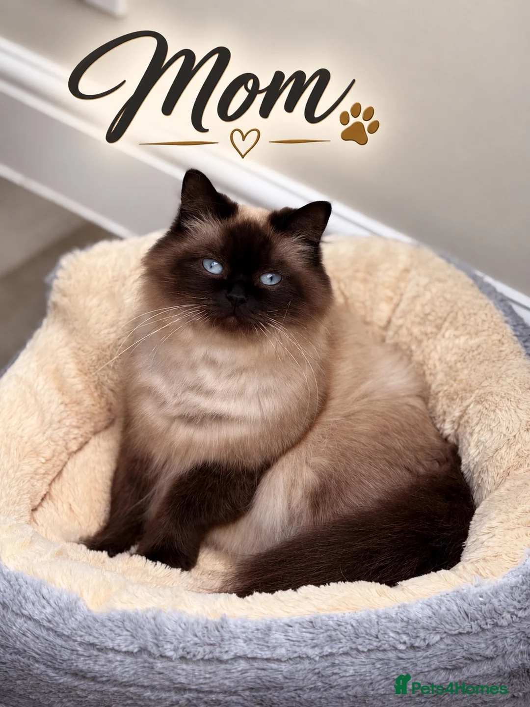Mixed Breed cats for sale: Beautiful Ragdoll x Maine Coon Kittens - Advert 1