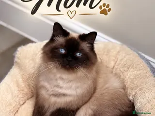 Mixed Breed cats Beautiful Ragdoll x Maine Coon Kittens - Advert 2