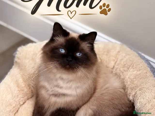 Mixed Breed cats for sale: Beautiful Ragdoll x Maine Coon - Ready to Leave - Advert 10
