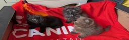 British Longhair cats for sale: Beautiful British Shorthair & Longhair Kittens 🐾 - Advert 11