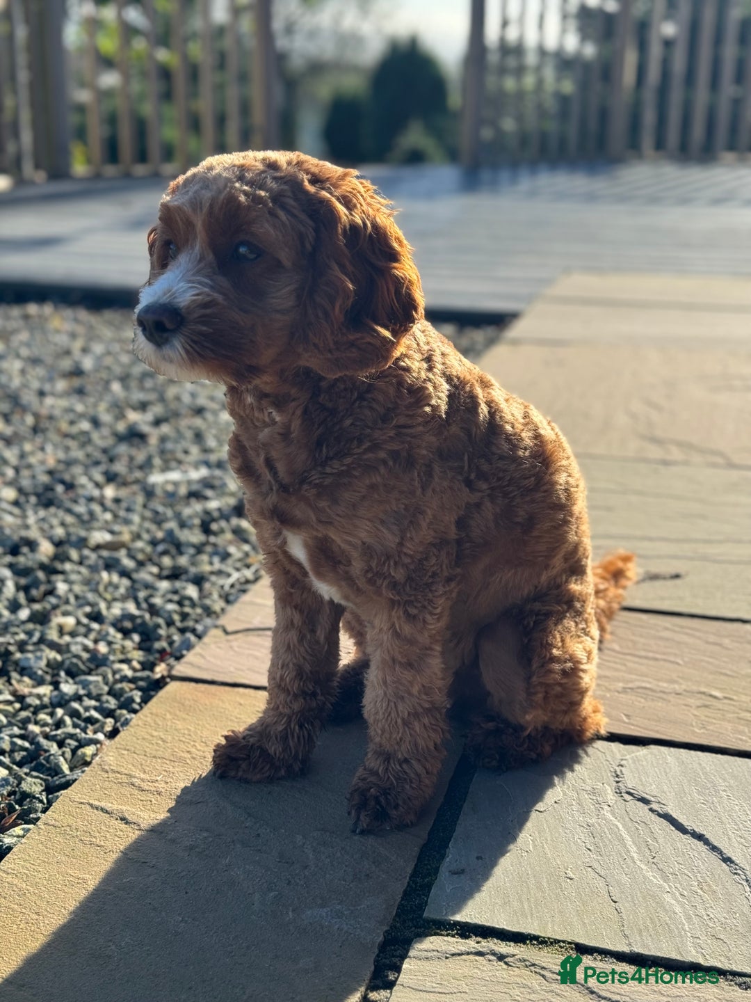 Cavapoo dogs for sale: Expecting a litter-health tested F1b Cavapoo pups - Image 10